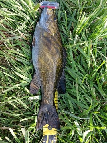 スモールマウスバスの釣果