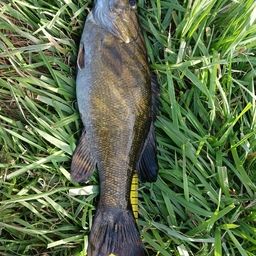 スモールマウスバス