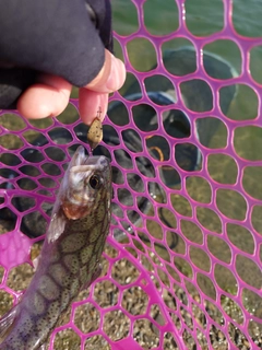 ニジマスの釣果