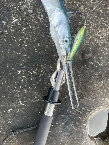 ダツの釣果