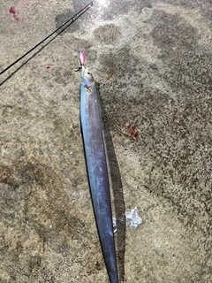 タチウオの釣果