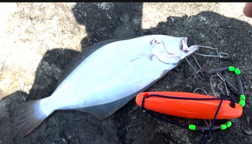 ヒラメの釣果