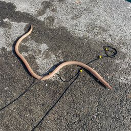 ダイナンウミヘビ