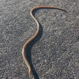 ダイナンウミヘビ