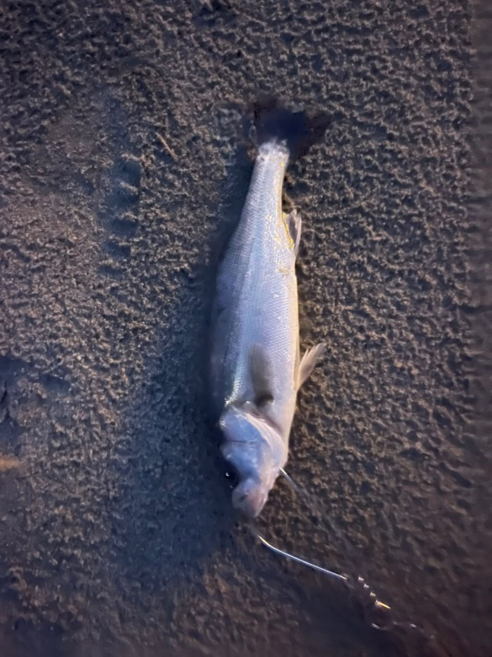 セイゴ（マルスズキ）