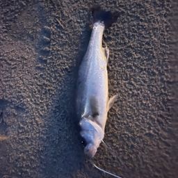 セイゴ（マルスズキ）