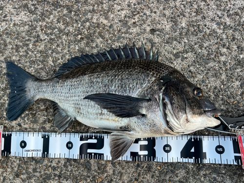 クロダイの釣果