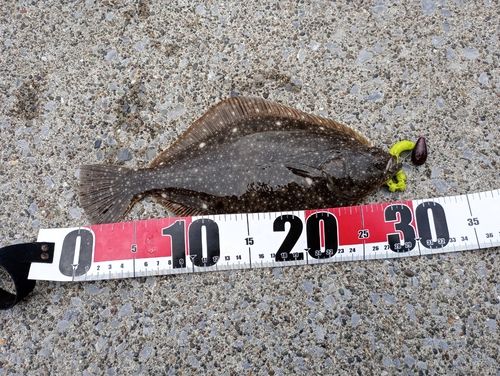 イシガレイの釣果