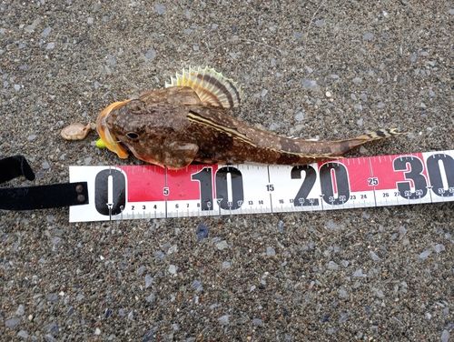 ツマグロカジカの釣果