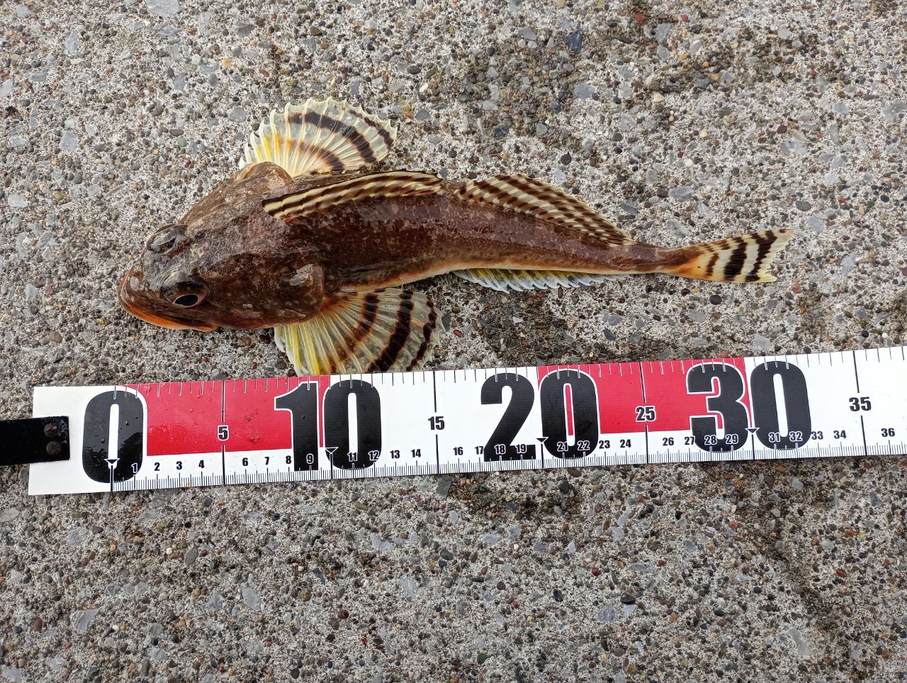 ツマグロカジカ