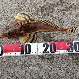 ツマグロカジカ