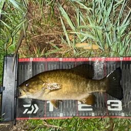 スモールマウスバス