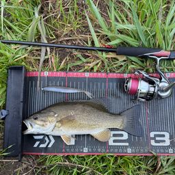 スモールマウスバス