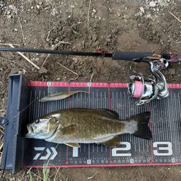 スモールマウスバス