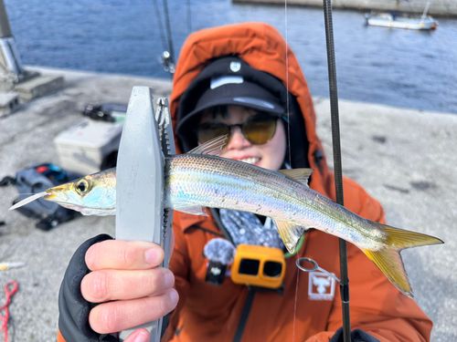 カマスの釣果