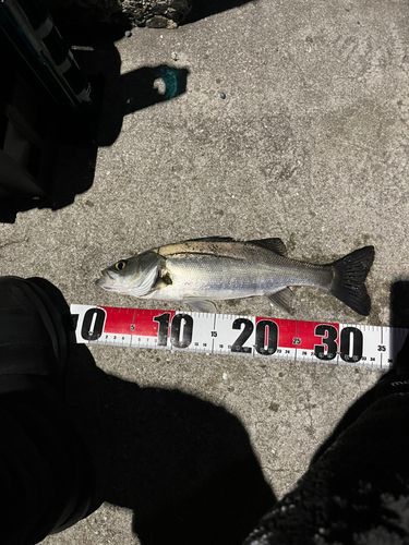 セイゴ（マルスズキ）の釣果