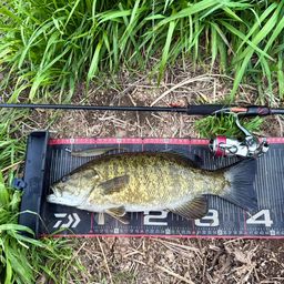 スモールマウスバス