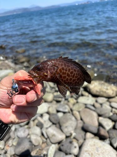 オオモンハタの釣果