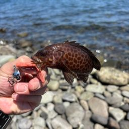 オオモンハタ