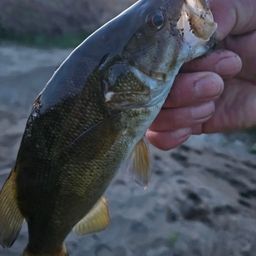 スモールマウスバス