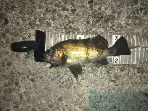 メバルの釣果