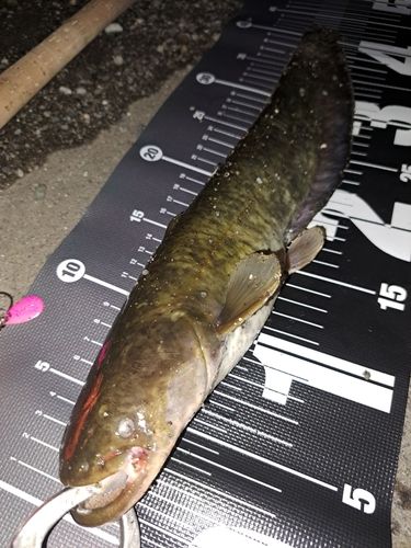 ナマズの釣果