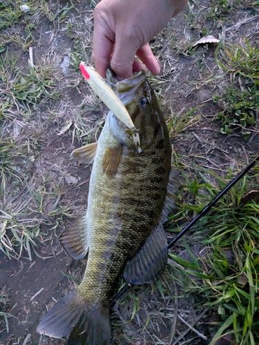 スモールマウスバスの釣果
