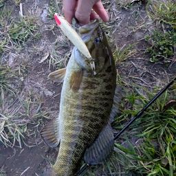 スモールマウスバス