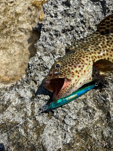 チャイロマルハタの釣果