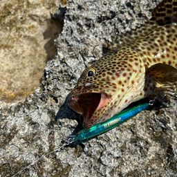 チャイロマルハタ