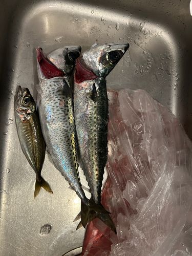 サバの釣果