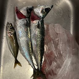 サバ