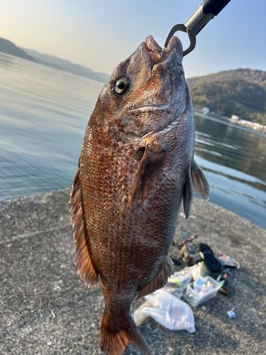 マダイの釣果