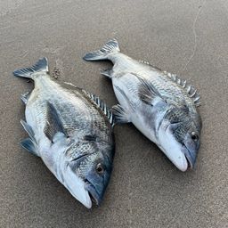 クロダイ