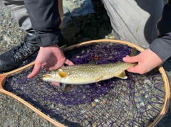 レイクトラウトの釣果