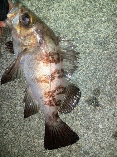 メバルの釣果