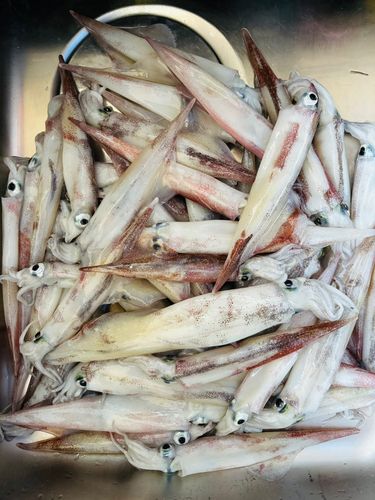 ヤリイカの釣果