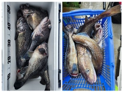 クロソイの釣果