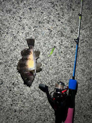 メバルの釣果