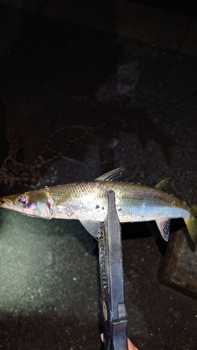カマスの釣果