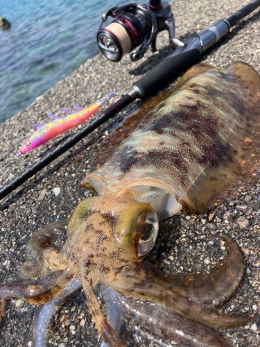 アオリイカの釣果