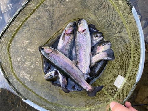 ニジマスの釣果