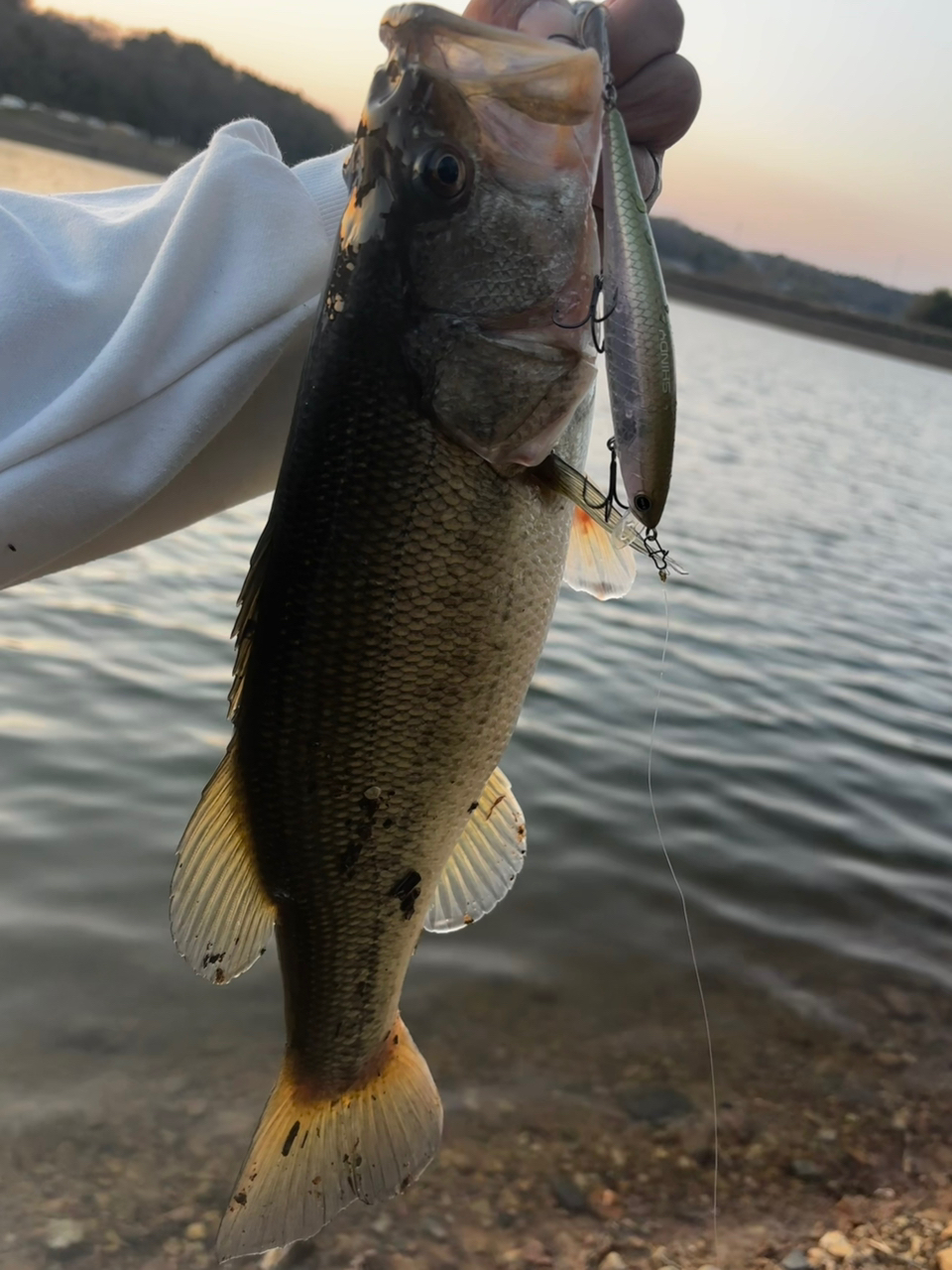 DAIWA 20タトゥーラ SV TW 103SHの最安値・インプレ・釣果