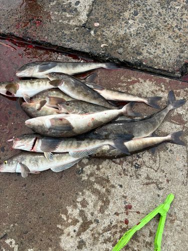 ホッケの釣果
