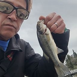 ラージマウスバス