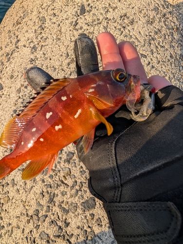 アカハタの釣果