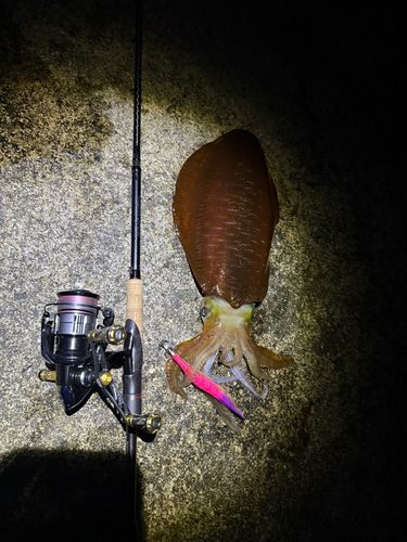 アオリイカの釣果