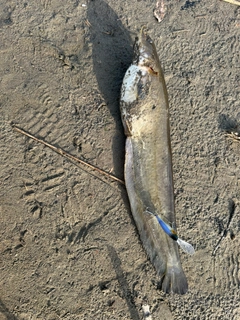 ナマズの釣果