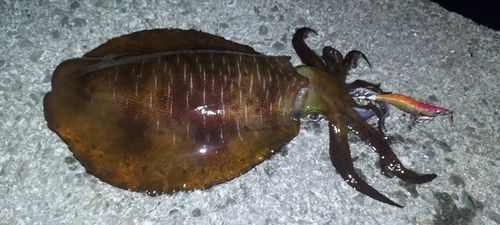 アオリイカの釣果