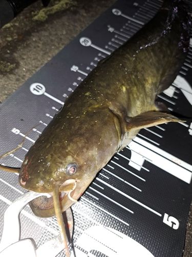 ナマズの釣果